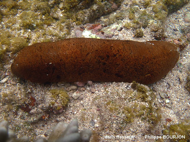 Holothurie brune