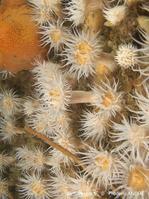 actinothoe_sphyrodeta-fa101
