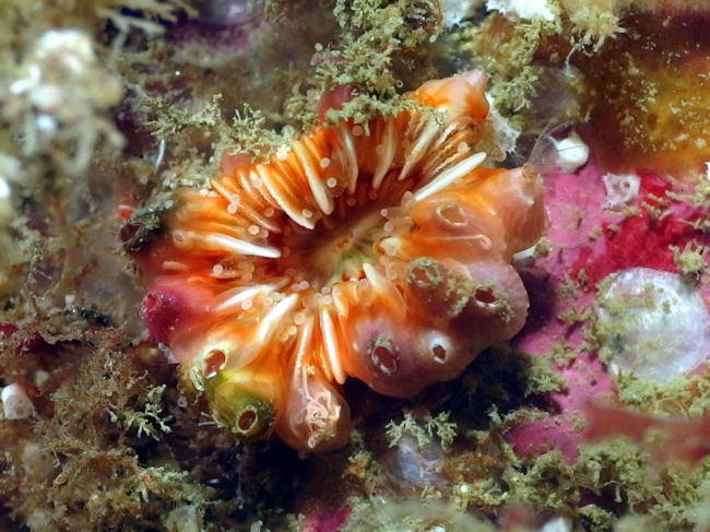Balane du corail