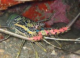 panulirus_versicolor-slb9