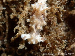 Aegires-palensis_ma1