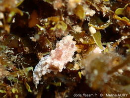 Aegires-palensis_ma2