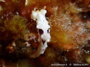 Aegires-palensis_ma3