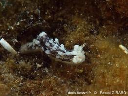 Aegires-palensis_pg1