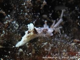 Aegires-palensis_pg2