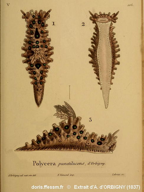 Aegires_punctilucens-d'Orbigny1837
