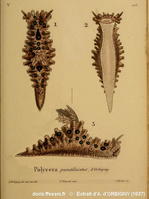 Aegires_punctilucens-d'Orbigny1837