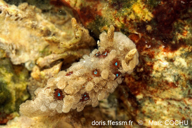 Aegires_punctilucens-mc1
