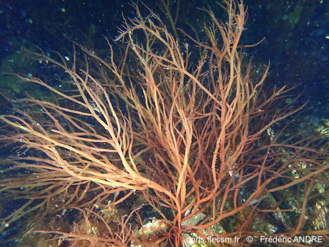 Agardhiella subulata