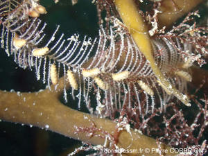 aglaophenia_sp-pc01
