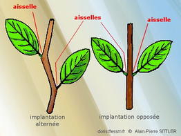 Aisselle_glossaire-aps01