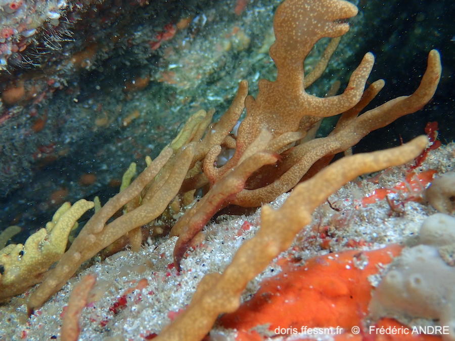 Alcyonidium_diaphanum-fran80