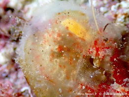 Alcyonidium_duplex-fran030