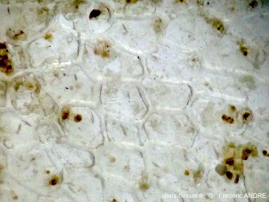 Alcyonidium_duplex-fran14