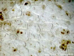 Alcyonidium_duplex-fran14