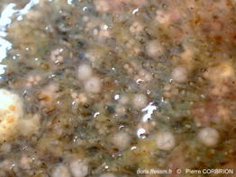 Alcyonidium_gelatinosum-pico073