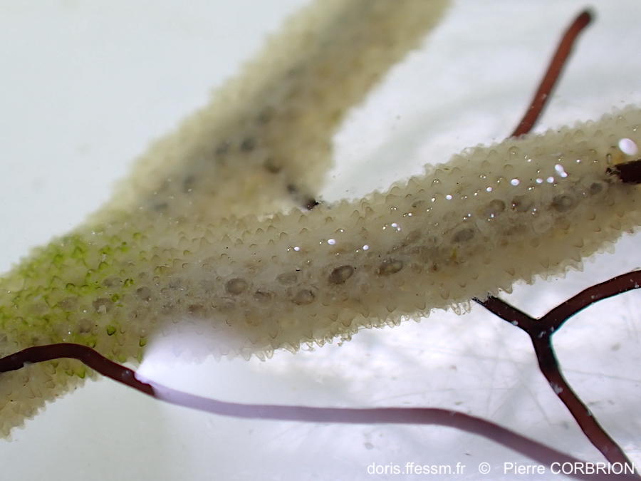 Alcyonidium_hirsutum-pico1