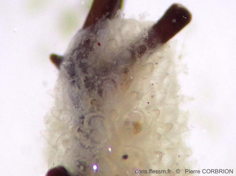Alcyonidium_hirsutum-pico2