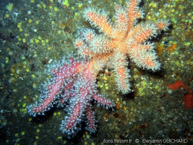 alcyonium_glomeratum-begu-img_01