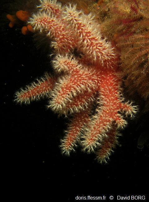 alcyonium_glomeratum-dabo-img_01