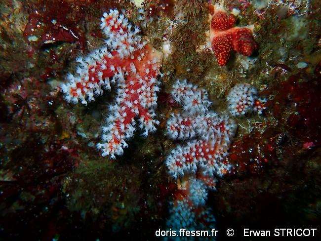 alcyonium_glomeratum-erst-img_60167