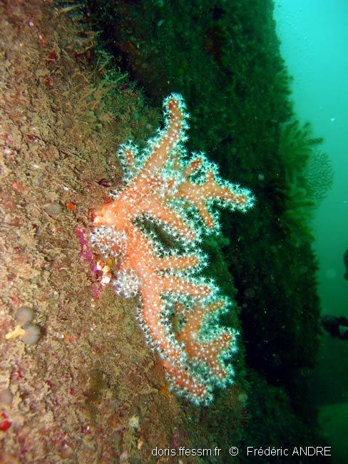 alcyonium_glomeratum-fran-img_01