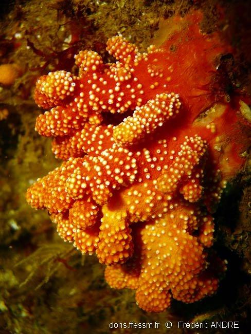 alcyonium_glomeratum-fran-img_02