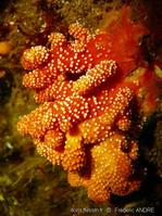 alcyonium_glomeratum-fran-img_02