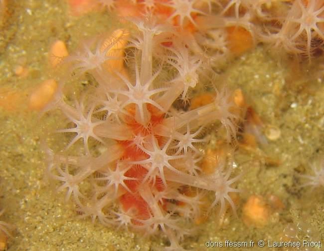 alcyonium_glomeratum-lapi-img_01