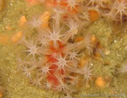 alcyonium_glomeratum-lapi-img_01