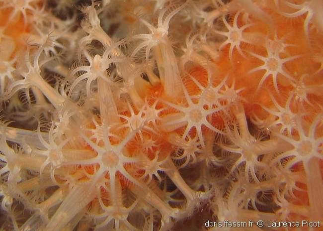 alcyonium_glomeratum-lapi-img_02