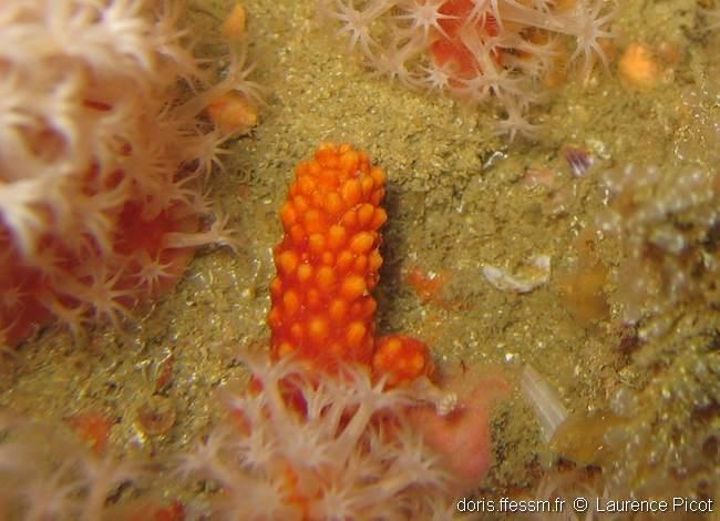 alcyonium_glomeratum-lapi-img_03