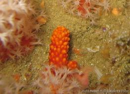 alcyonium_glomeratum-lapi-img_03