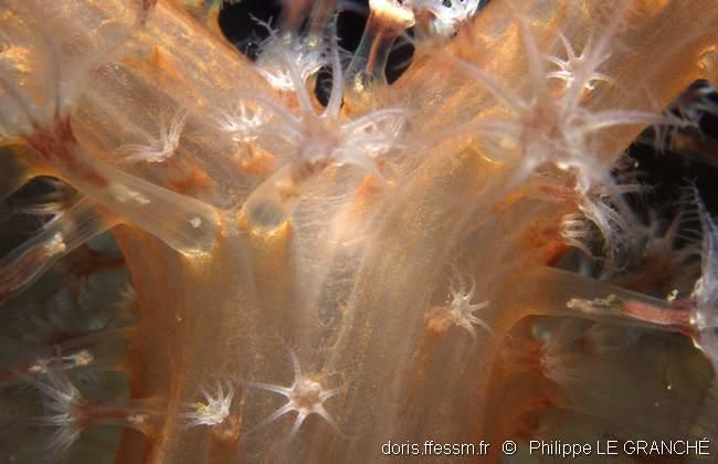 alcyonium_glomeratum-plg-1717
