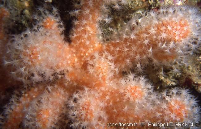alcyonium_glomeratum-plg-2294