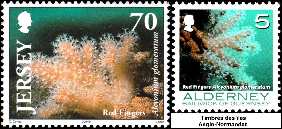 alcyonium_glomeratum-rda-img_3408