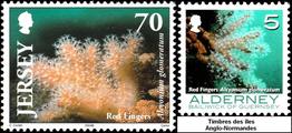 alcyonium_glomeratum-rda-img_3408