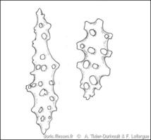 alcyonium_glomeratum_sclérites-rda-img_921