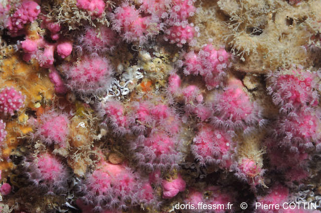 alcyonium_hibernicum-pico-img_20617