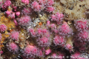 alcyonium_hibernicum-pico-img_20617