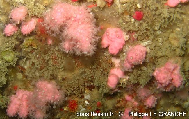 alcyonium_hibernicum-plg-img_641