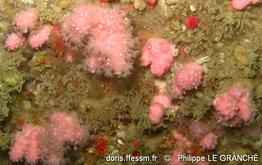 alcyonium_hibernicum-plg-img_641
