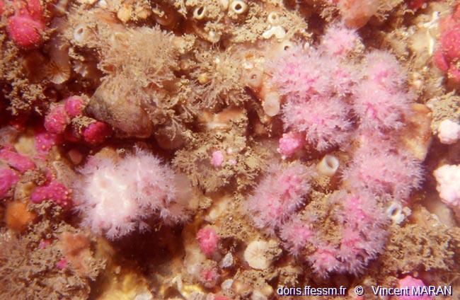 alcyonium_hibernicum-vima-ig_06