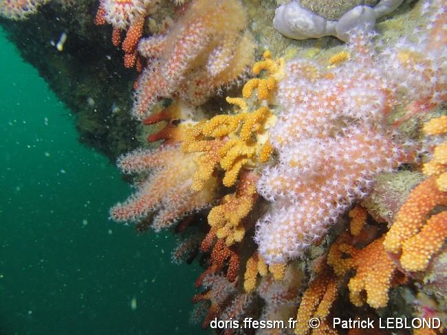 alcyonium_spp-pale-img_58516