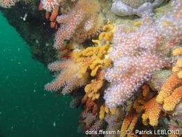 alcyonium_spp-pale-img_58516