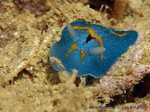 Aldisa_theveneti-lubo002