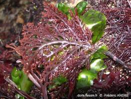 osmundea_pinnatifida-fa28