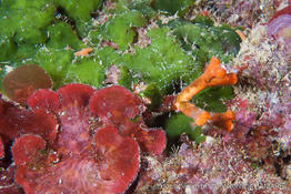 palmophyllum_crassum-vl5