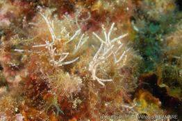 amphiroa_rigida-2vl