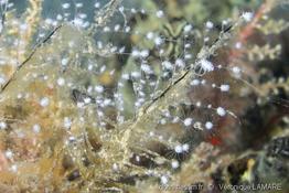 pennaria_disticha_vl2